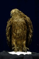 藏品(黑鳶)的圖片